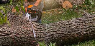 Why Choose Our Tree Removal Services in Basking Ridge, NJ?