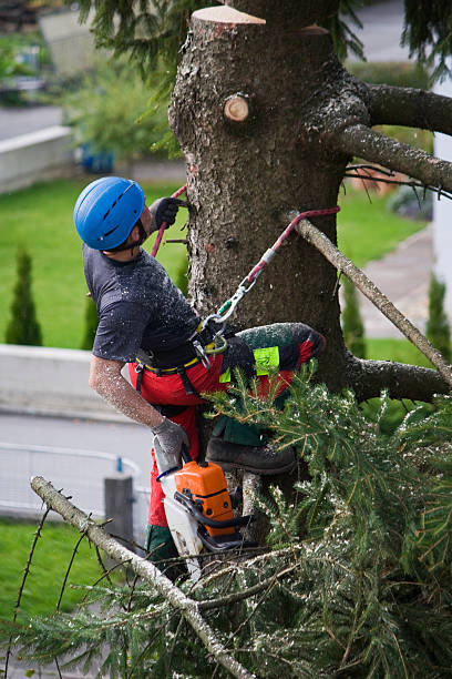 Best Tree Preservation Services  in Basking Ridge, NJ