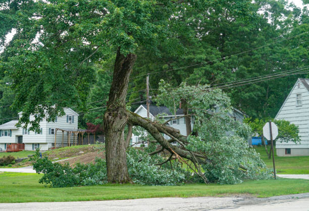 Best Tree Removal  in Basking Ridge, NJ